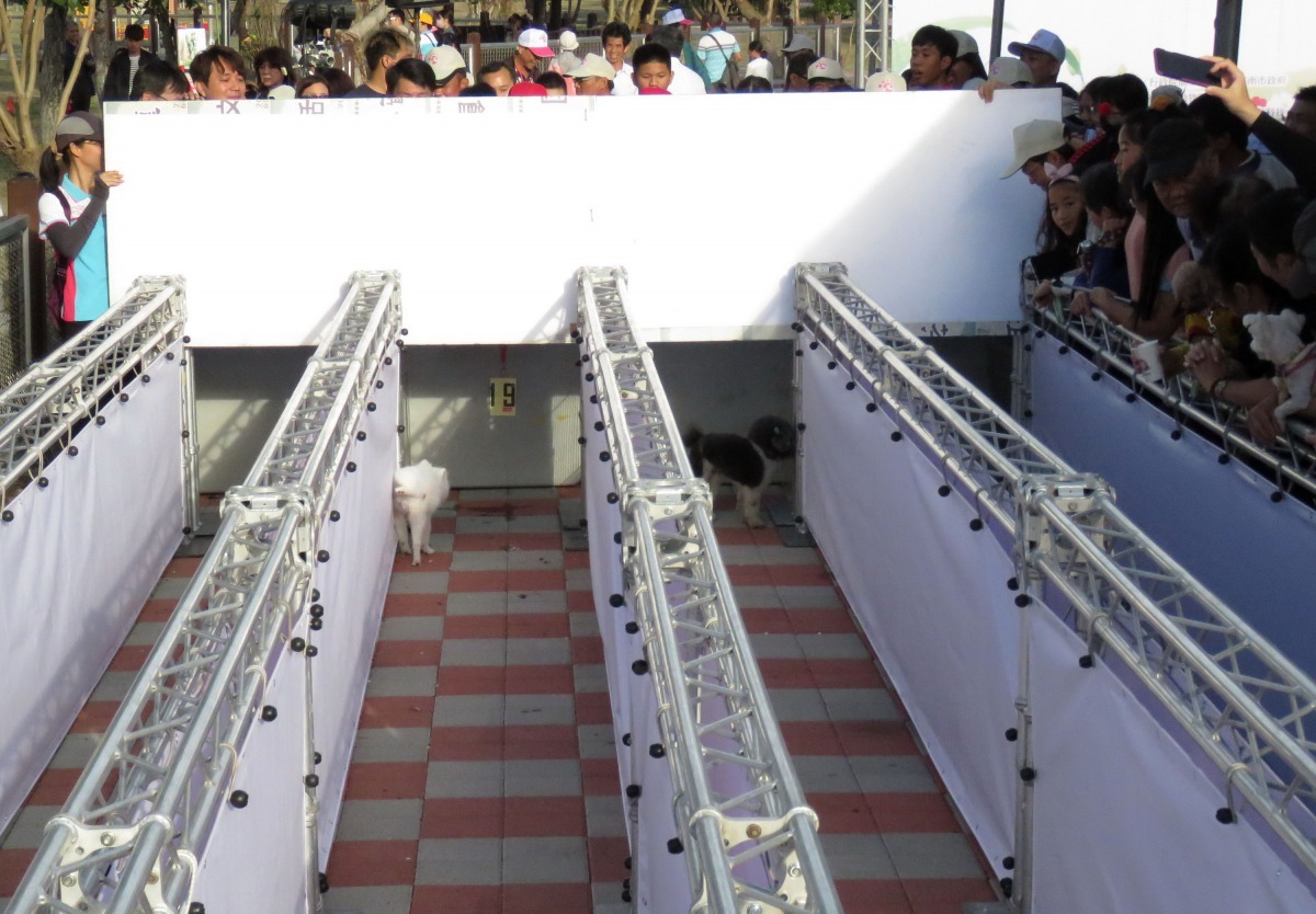 闖關運動趴小型犬組狀況百出笑聲不斷，有的臨場退祛呆在原地，甚至在起跑點小便。高維奇/攝