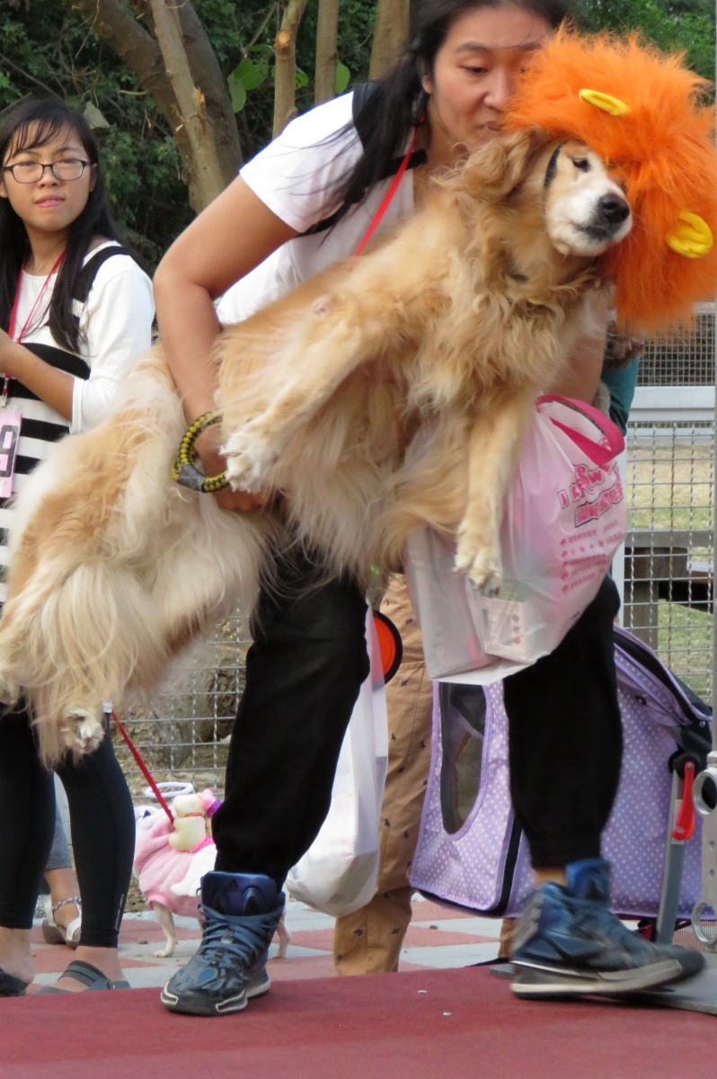 寵物造型賽爭奇鬥豔，主人將這隻雄獅打扮的黃金獵犬抱上台參賽。高維奇/攝