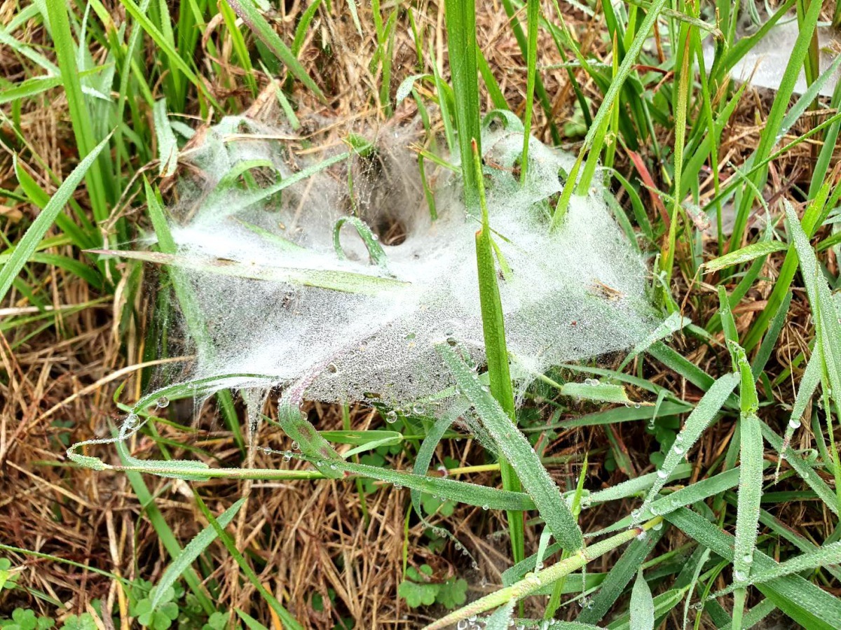 清晨陽光尚未露臉，沾露水的蜘蛛網形象更鮮明。圖／袁萬七提供