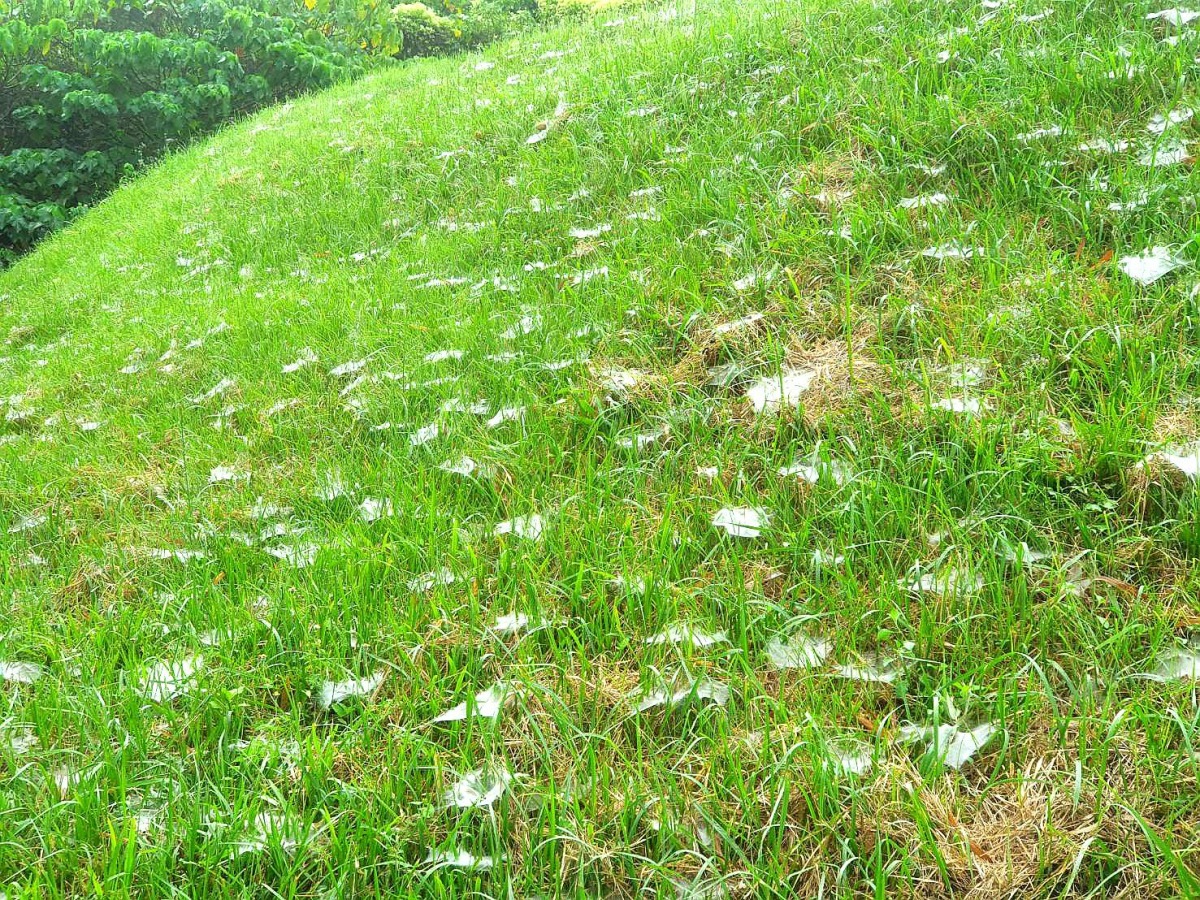 在山地緩坡短草坪成群的漏斗型蜘蛛網，景象非常特殊。圖／袁萬七提供
