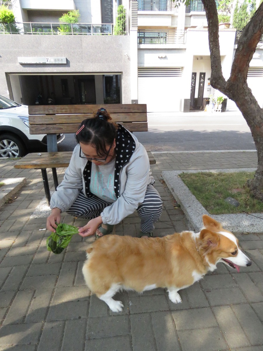 多數飼主已習慣使用愛心鏟，但碰到狗拉肚子還是要用塑膠袋。高維奇/攝