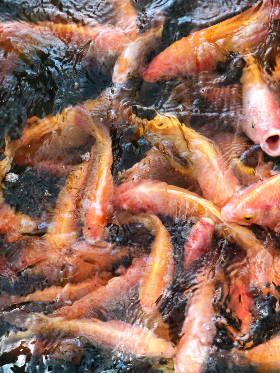 魚菜共生農場的魚採室內密集養殖方式。圖／張玉蓮提供