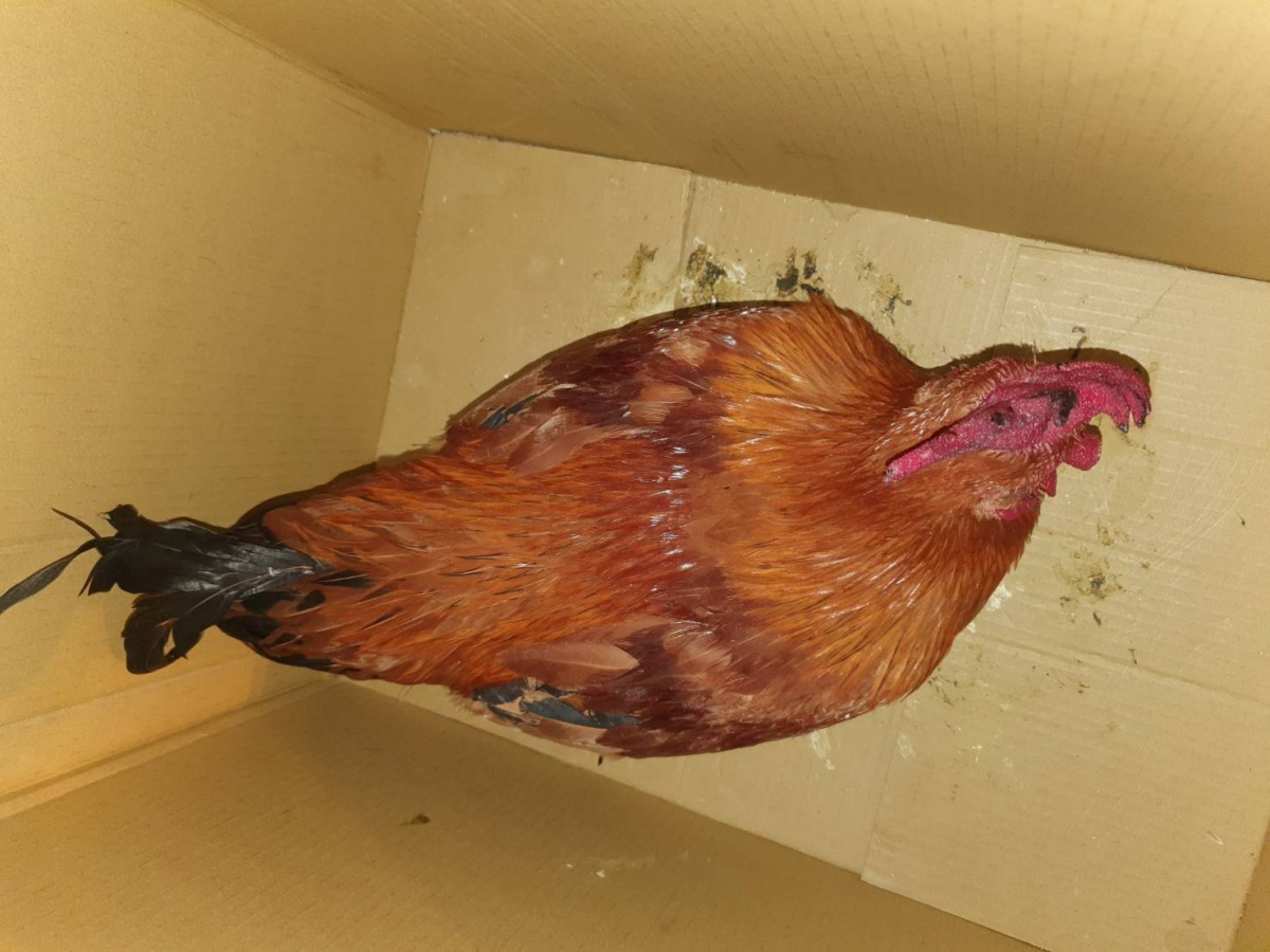 神明雞一般為白色公雞，雜色雞難得一見。 圖／袁萬七提供