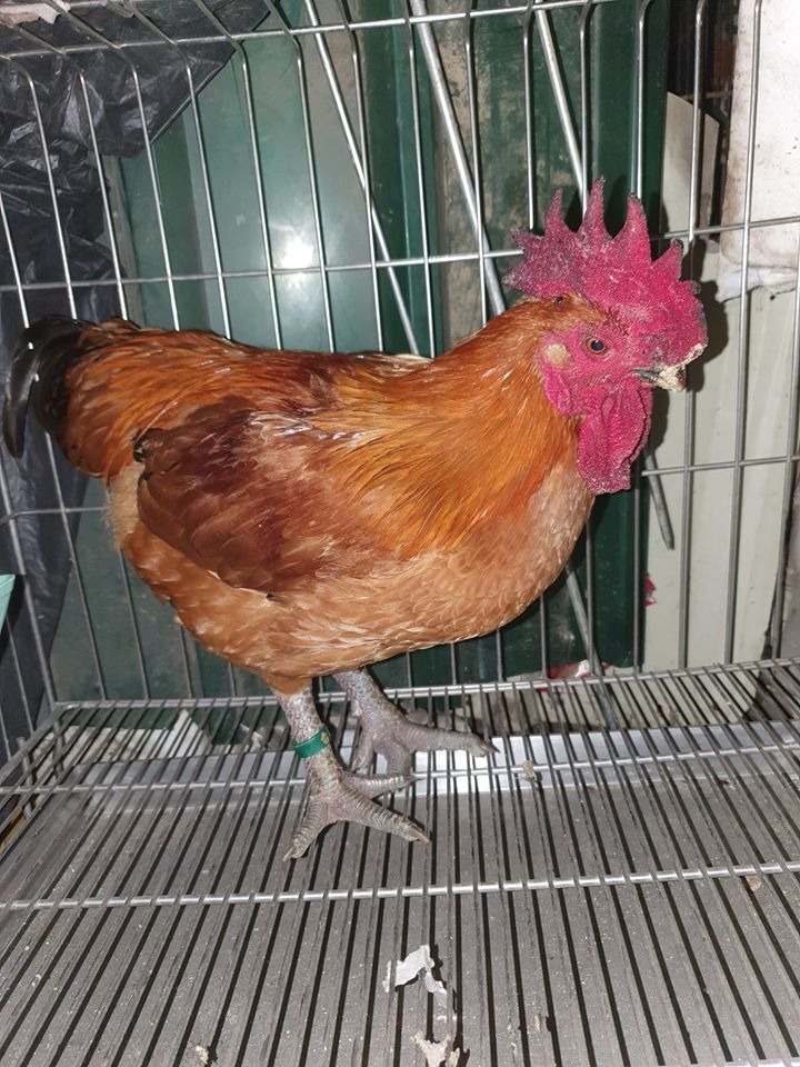 該隻雞先在袁萬七住家飼養一陣子，適應南部的氣候再送到山上的雞場飼養。圖／袁萬七提供