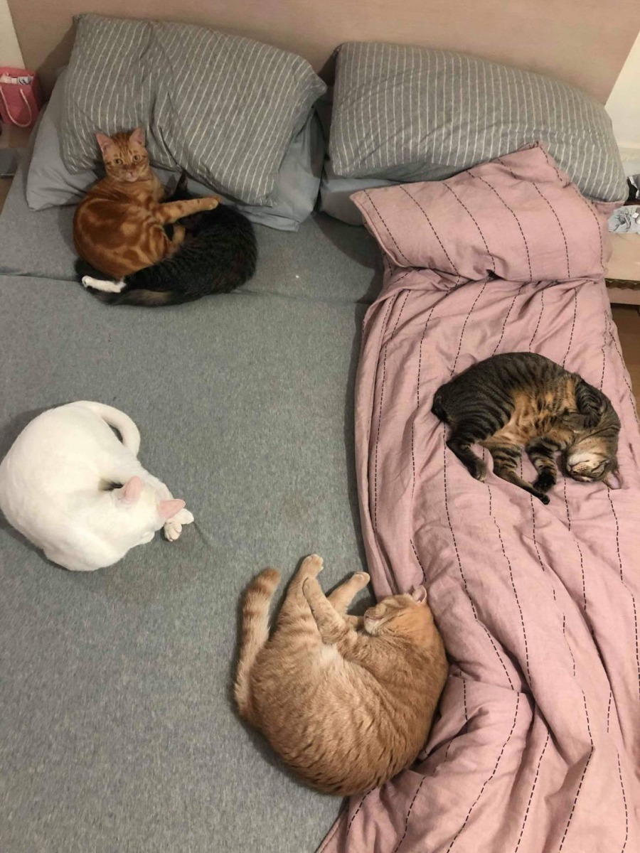 方家伶收容飼養的流浪貓。圖／方家伶提供