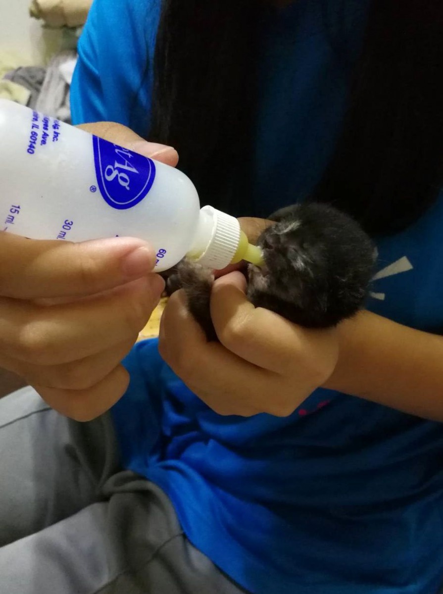 Lucky出生沒幾天就成為孤兒貓,幸運被愛媽哺育。高維奇/攝