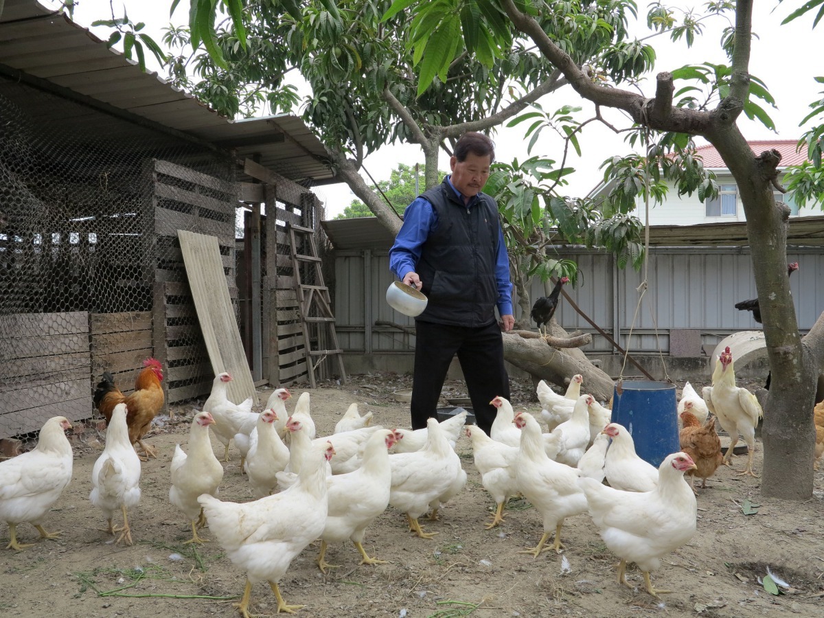 雞是全世界極普遍的肉食家禽。  高維奇／攝