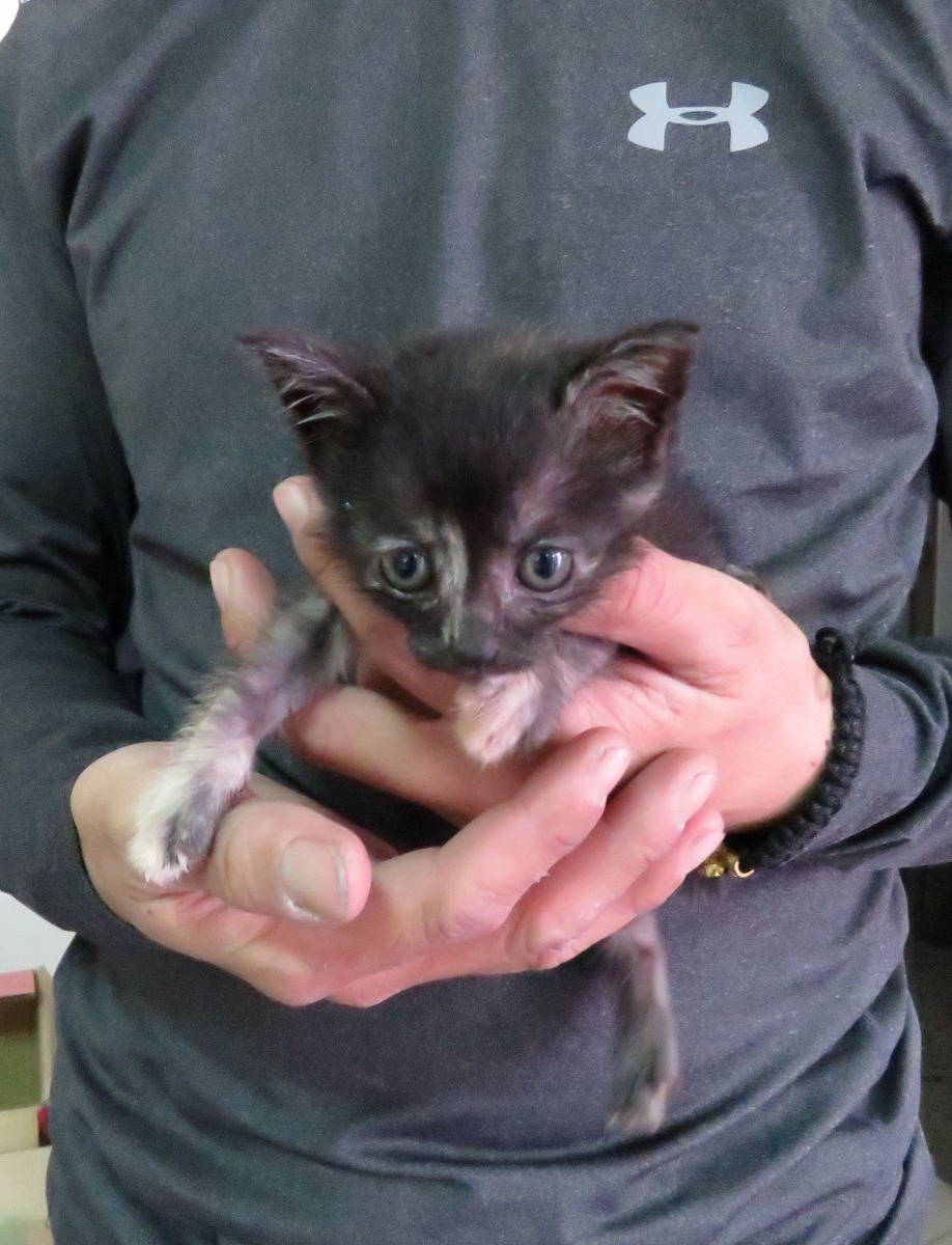 離乳後的Lucky健康情況良好,可見哺育的愛媽非常用心。高維奇/攝