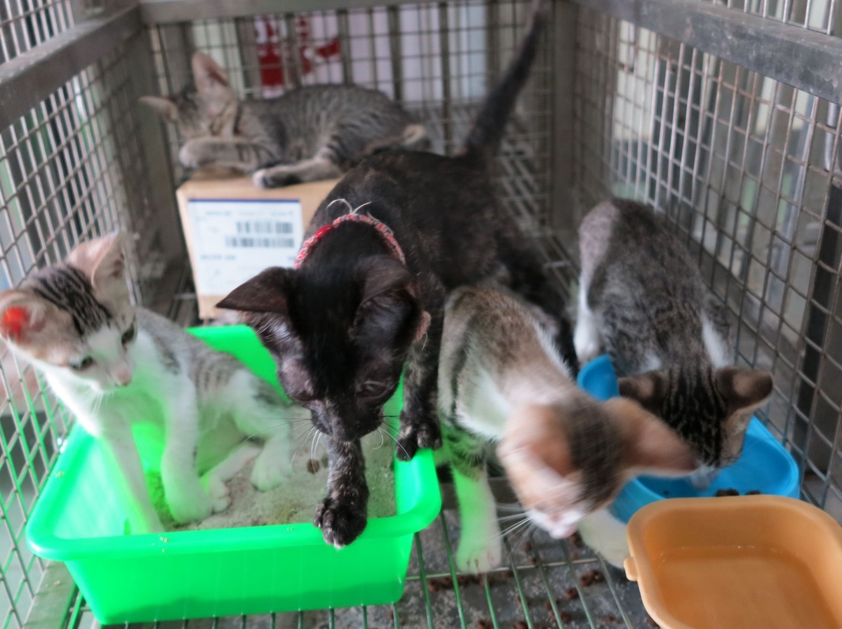 未離乳幼貓人工哺乳的育成率非常低。高維奇/攝