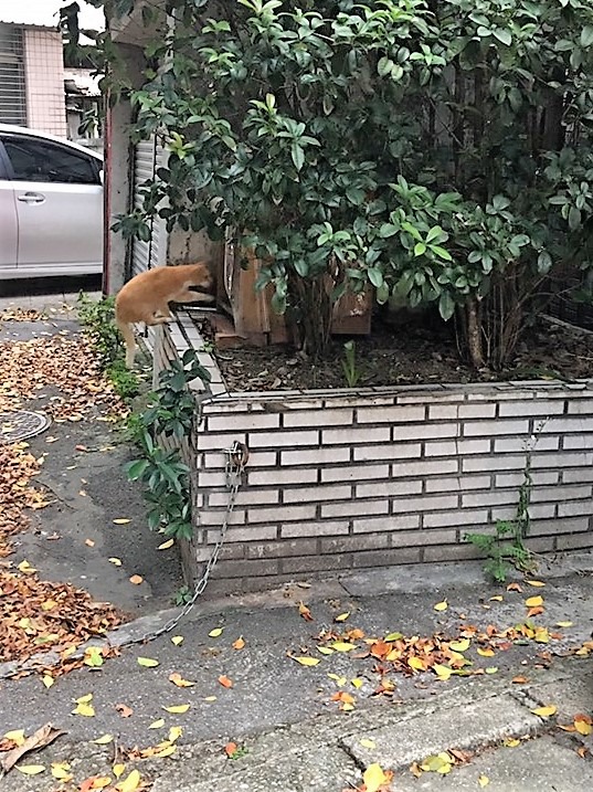 浪貓習慣來到乾淨餵食點取食，也成為社區美化的一部分。（圖片／老郭提供）