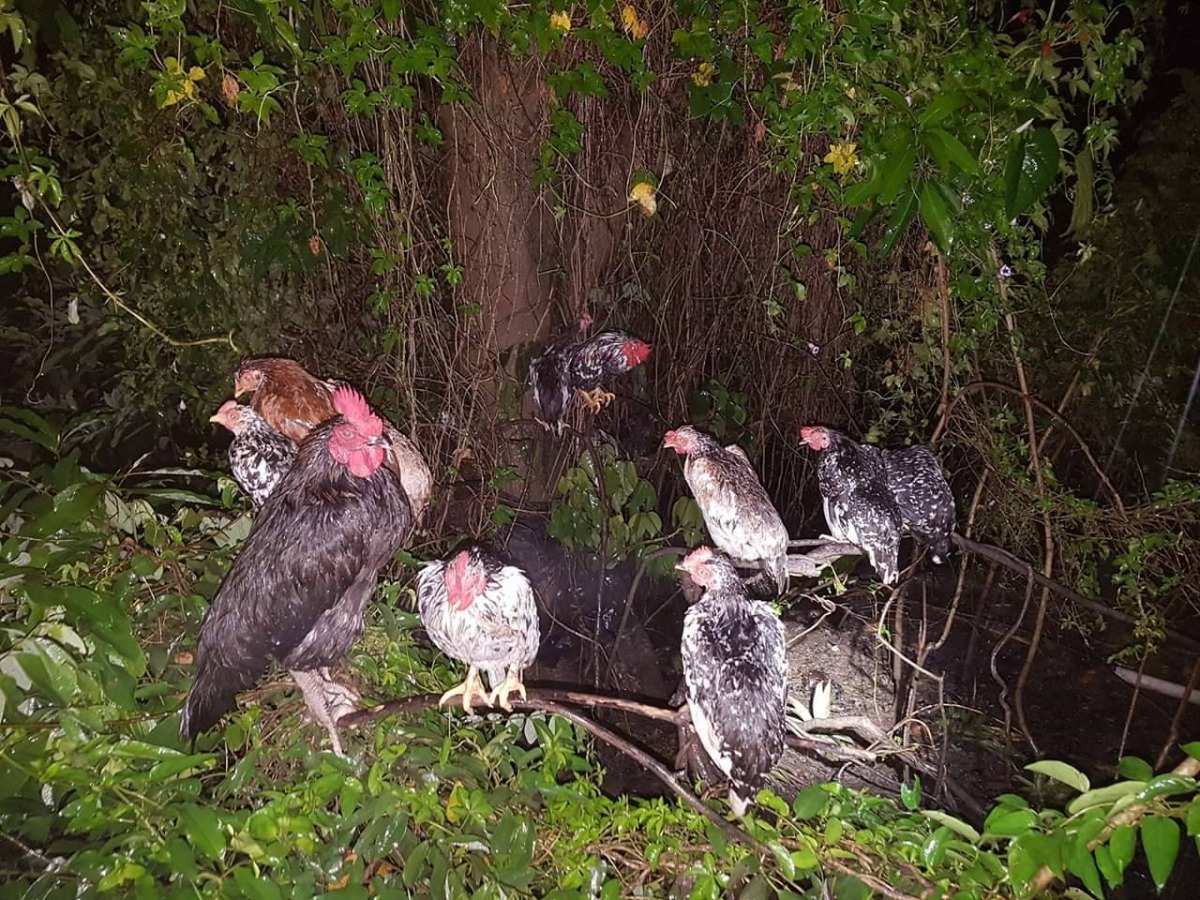 寒流又下雨，夜間在樹上休息的雞成了落湯雞。圖／袁快田提供