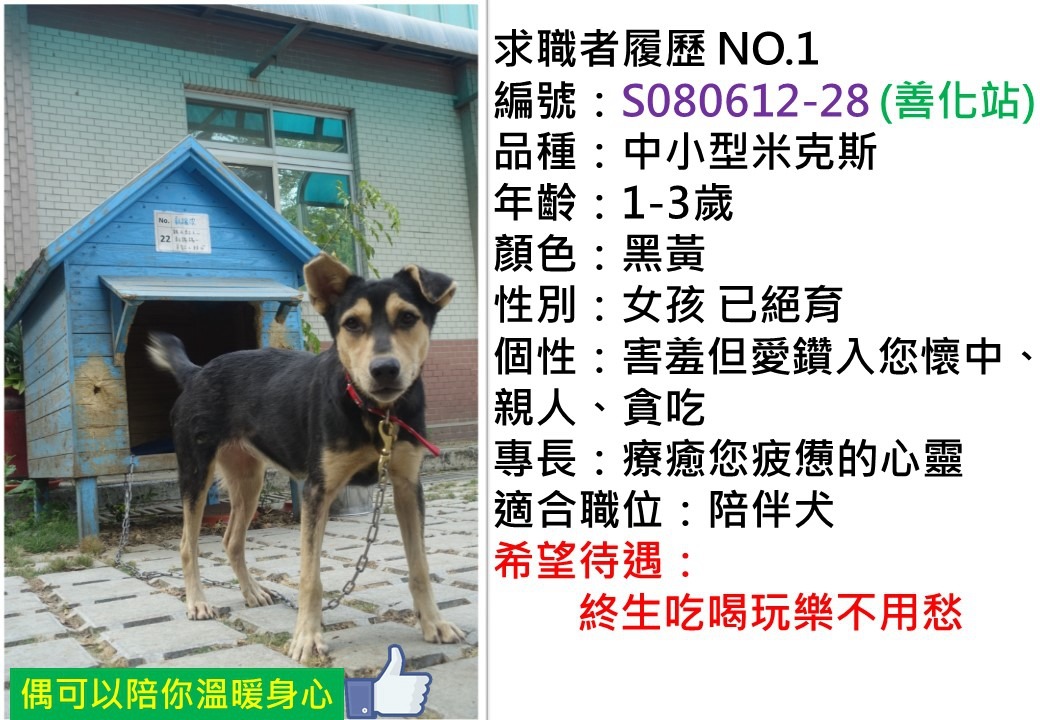 雲端系統可瀏覽之待認養毛孩履歷。圖/台南市動保處提供