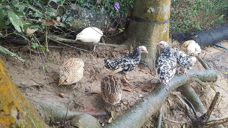 袁快田將鵪鶉與雞群露天混養。 圖／袁快田提供 