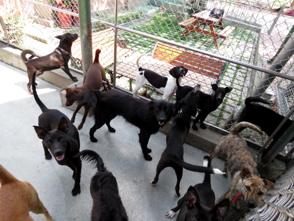 疫情讓來訪動物之家的人流不如以往,收容壓力倍增。高維奇/攝