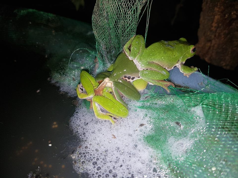 雞場下雨後，樹蛙忙著交配。 圖／袁快田提供
