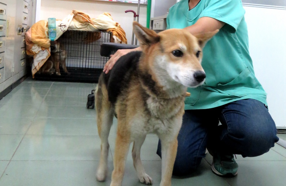 防疫期間與毛孩互動前後用肥皂洗手以保護健康。高維奇/攝