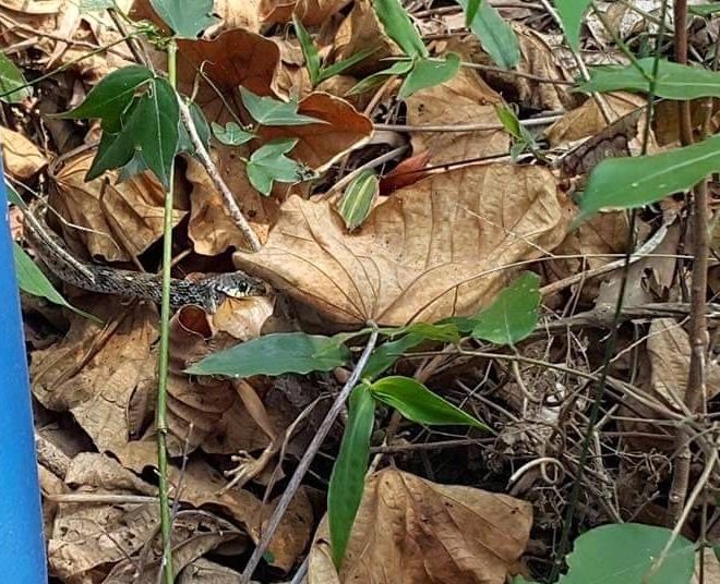 小隻小蛇在吞食樹蛙。圖／袁快田提供