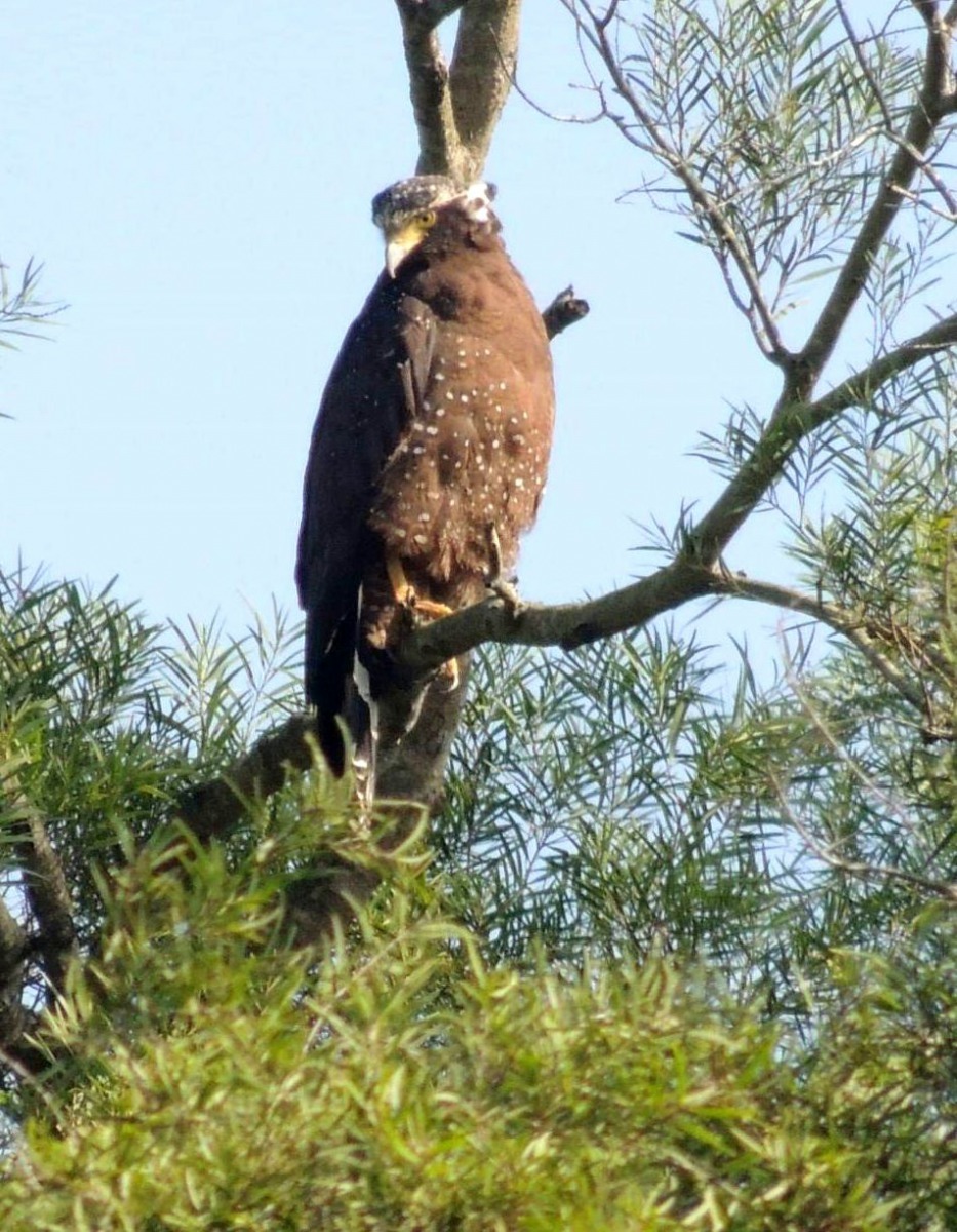 老鷹在養雞場附近伺機獵食。圖／袁快田提供