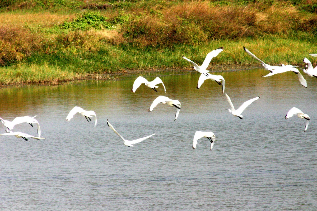 每年有多少隻黑面琵鷺到台灣一直是保育團體及愛鳥人士關心的話題。