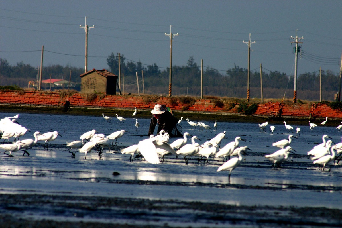 台南地區面積廣大廢鹽灘、魚塭及河口濕地孕育冬候鳥優良棲息地。高維奇／攝