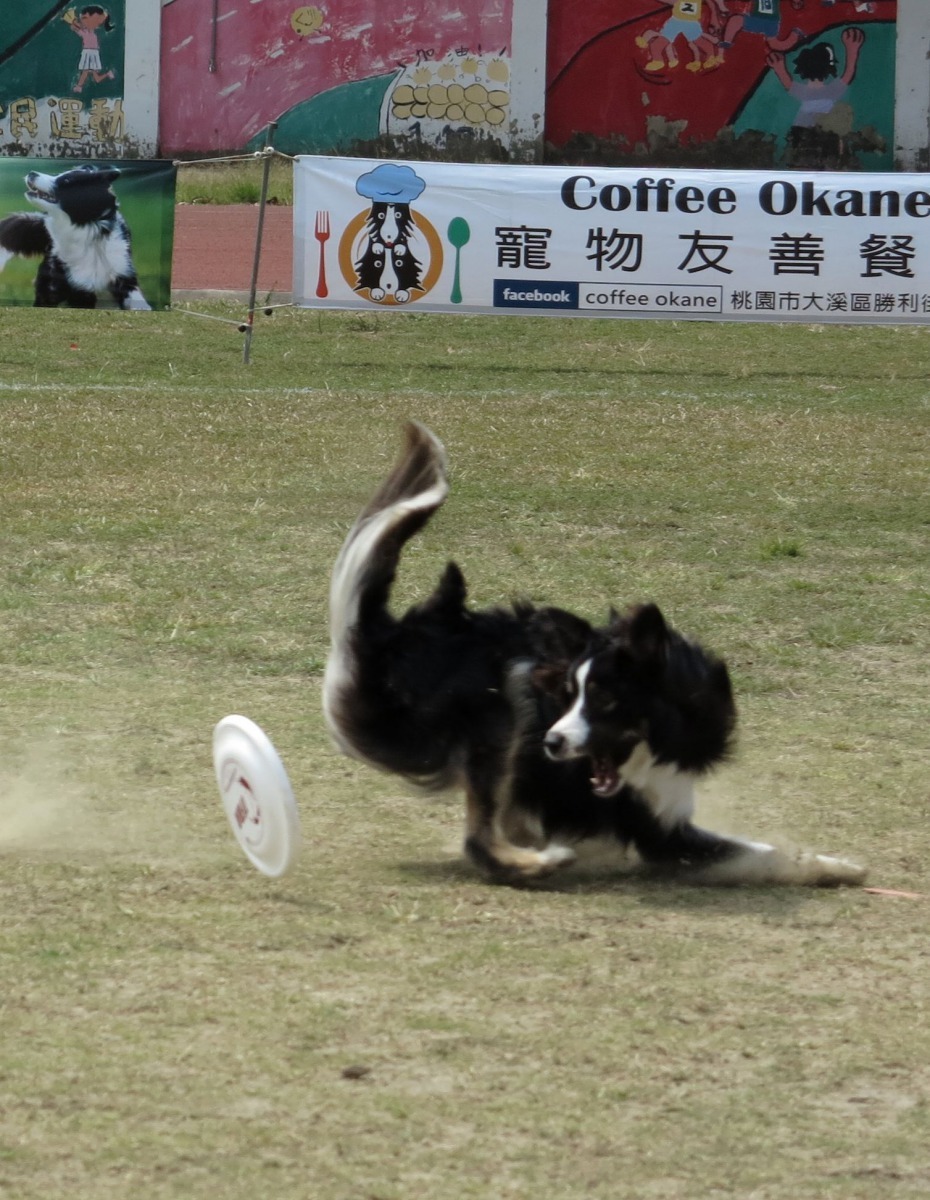 飛盤滾地,狗就算咬住也不計分。高維奇/攝