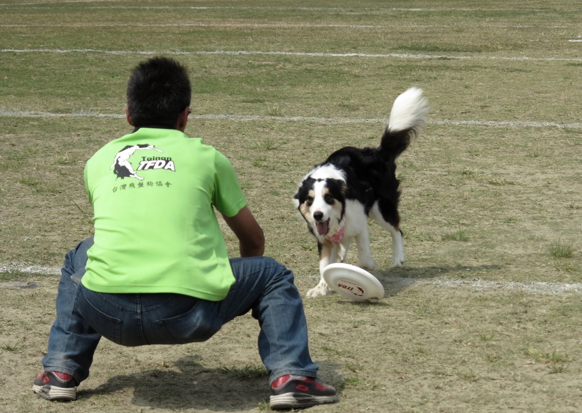 狗咬回飛盤,如在交給主人之前掉落地上則不計分。高維奇/攝