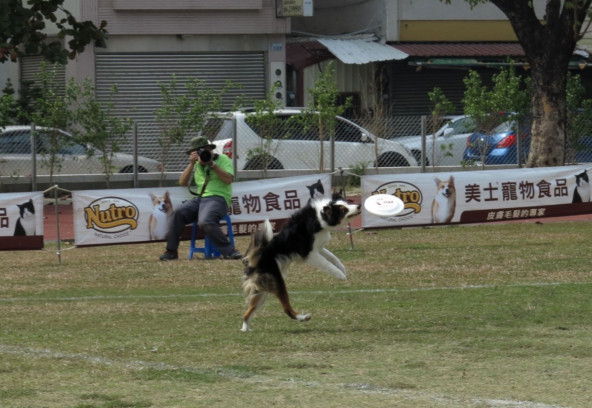 飛盤狗比賽時,總會有人拿出長短鏡頭在旁邊猛按快門。高維奇/攝
