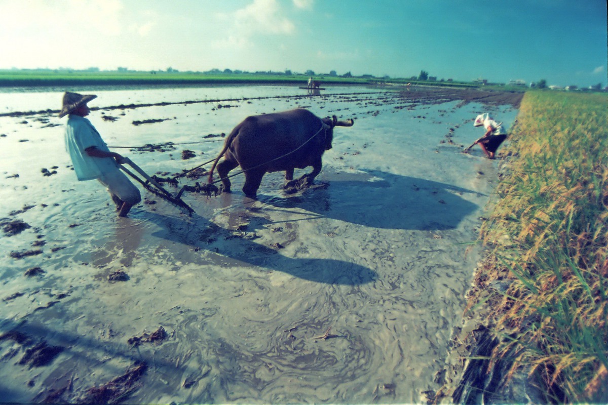 夏天農民會選在上午9點之前，下午3點以後才讓牛下田耕作。圖/嘉南農田水利會提供