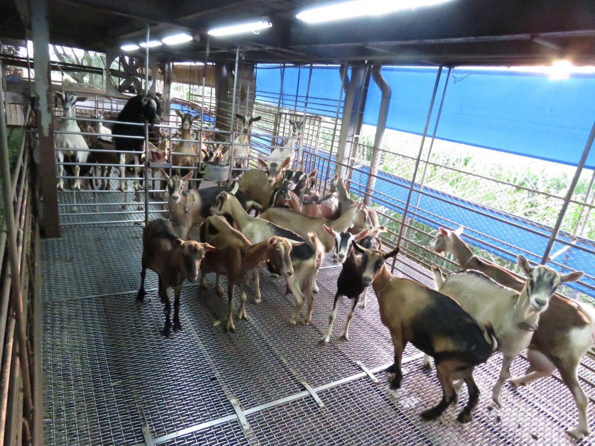 很多人喝一輩子的羊乳,可能沒看過乳羊場。高維奇/攝