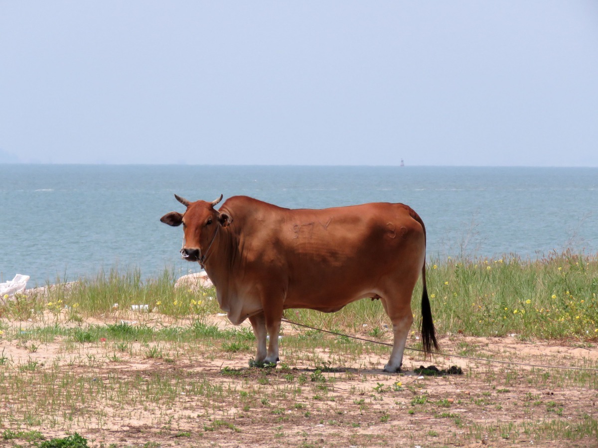 牛如果只是短暫日曬，沒有中暑的疑慮，不能視為被虐待。高維奇/攝