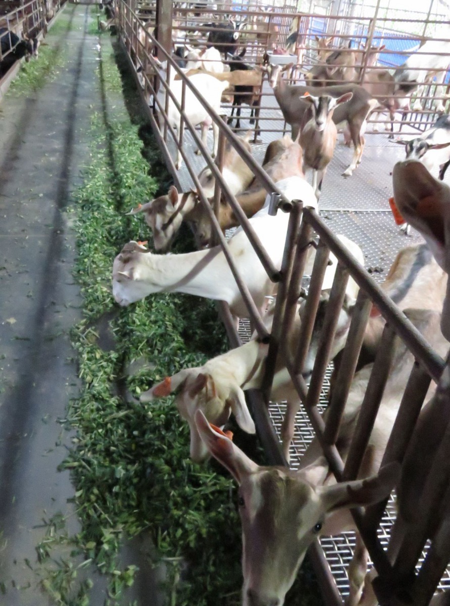 新鮮牧草是乳羊每天要吃的飼料。高維奇/攝