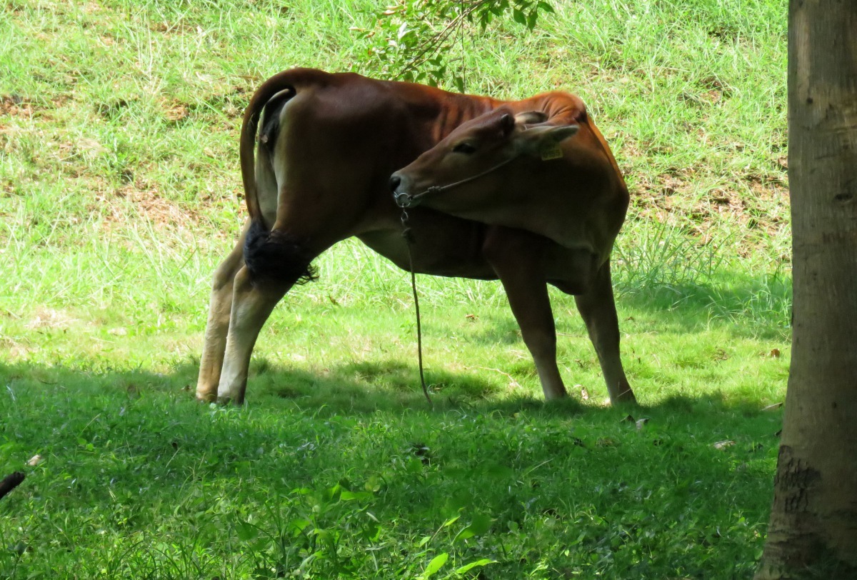 這隻被綁在樹幹的牛，中午時就到樹下乘涼。高維奇/攝