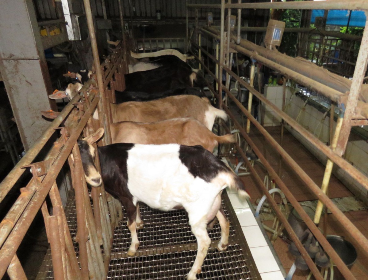 當羊被趕到擠乳柵欄時，會主動將尾部朝向擠乳器。高維奇／攝