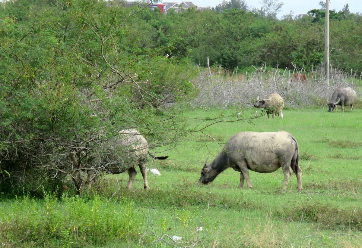放牧的草原都有種樹讓牛隻乘涼。高維奇/攝