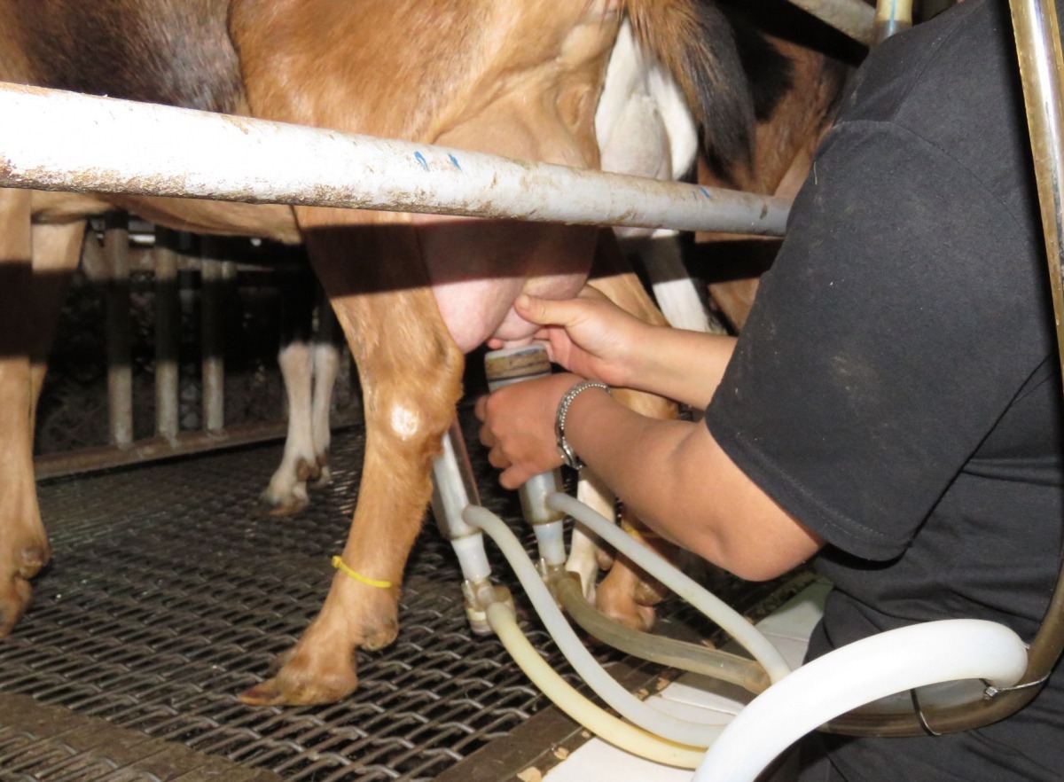 擠乳是每天的例行工作,每天兩次,不能有一天休息。高維奇/攝