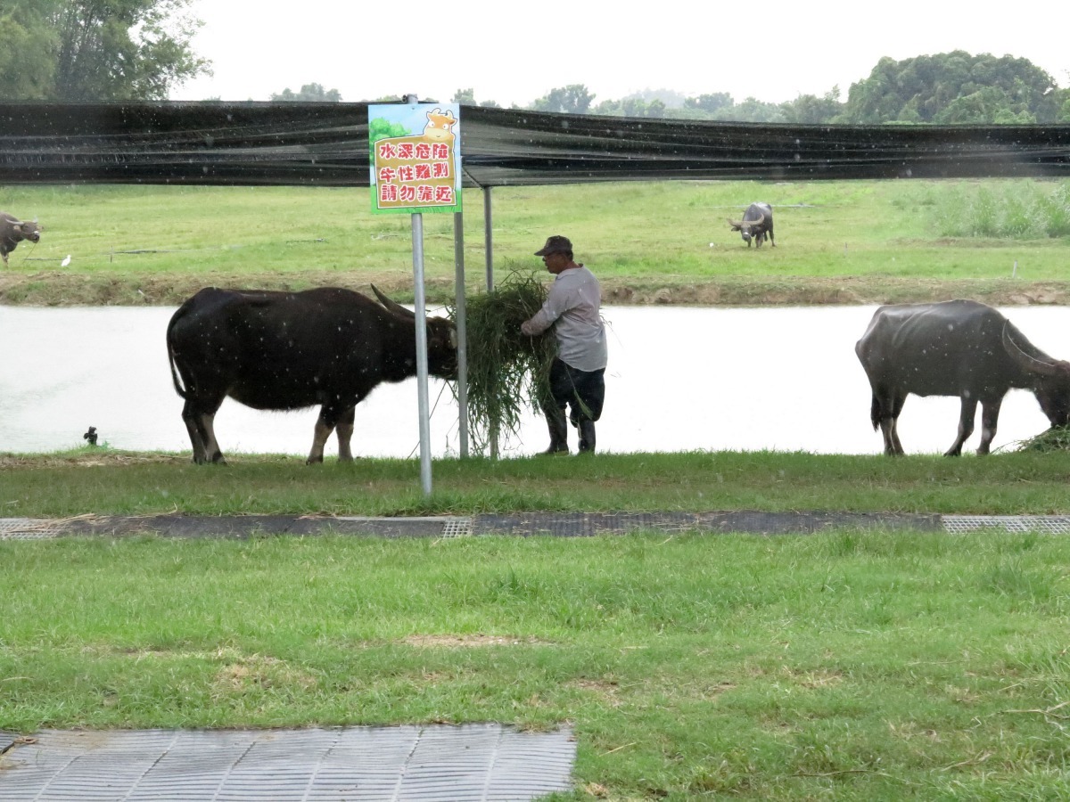 台南市政府設置的「老牛之家」，讓休的老牛安養天年。高維奇/攝