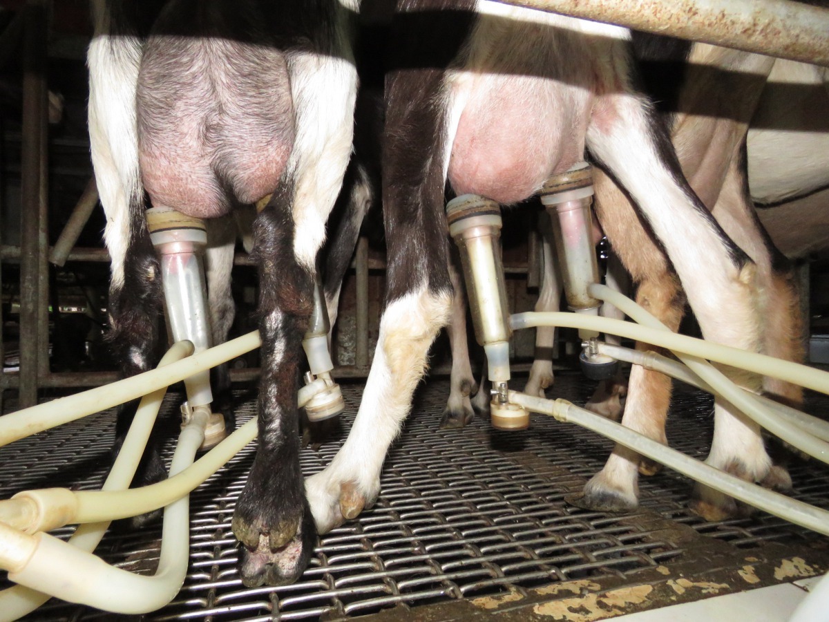 喝羊乳時可別忘了是羊群和一群人努力的成果。