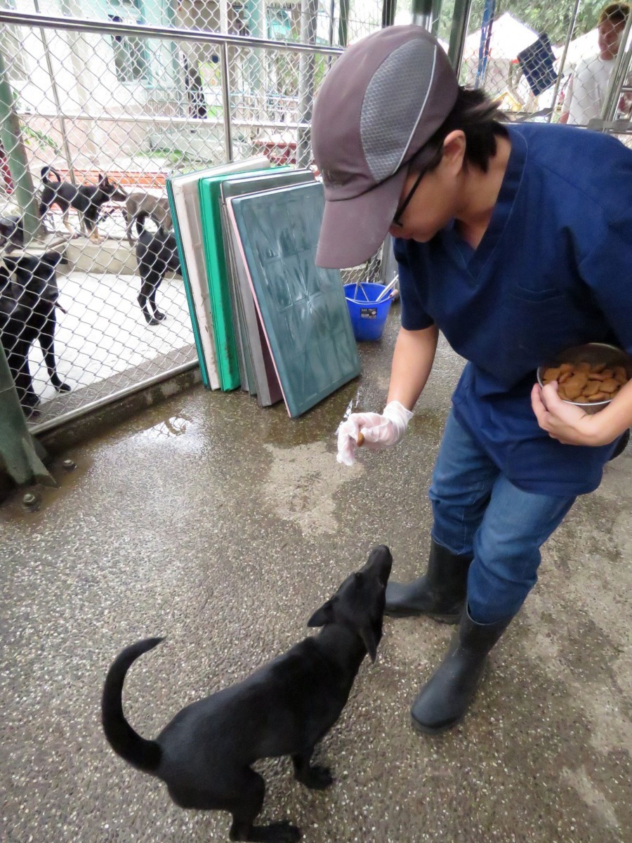 流浪狗服從性養成後就容易得到民眾青睞，提高認養意願