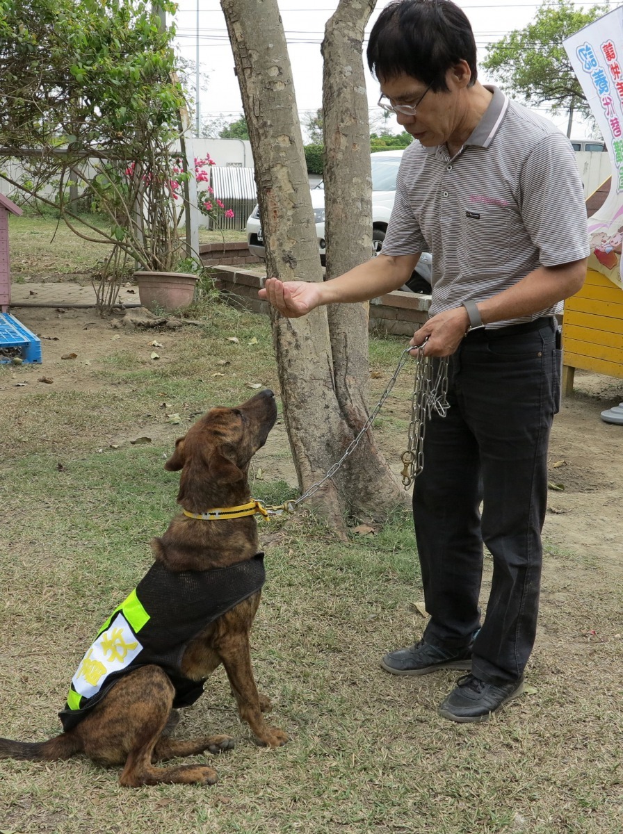 志工馴犬師黃連發挑選成犬進行服從性訓練。高維奇／攝