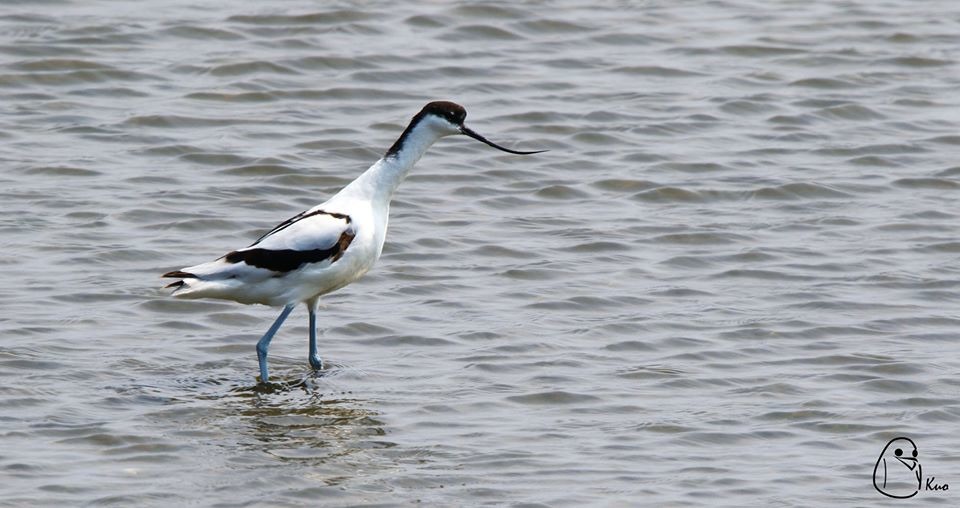鳥友在四草濕地發現拍攝的反嘴鴴。