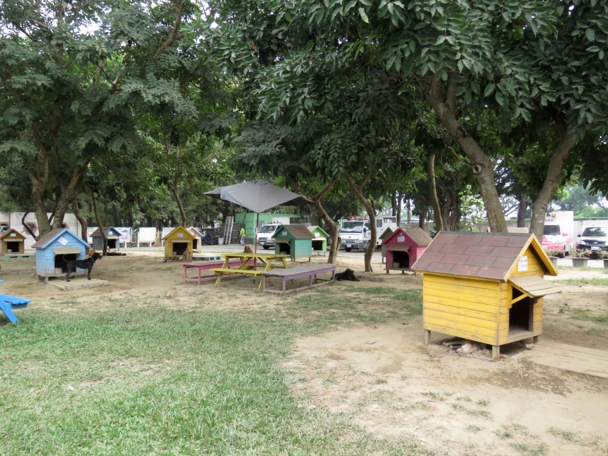 動物之家善化站設立了成犬互動區的「旺彩客棧」，挑選成犬進行基本服從訓練。高維奇／攝