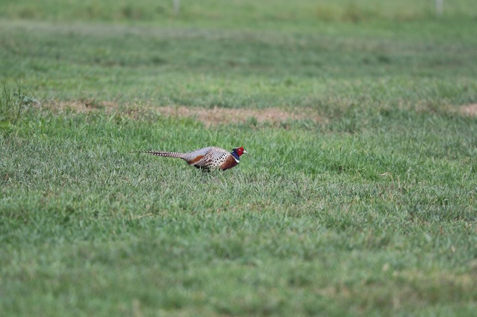 沙崙農場出現的環頸雉。圖/台南市野鳥學會提供