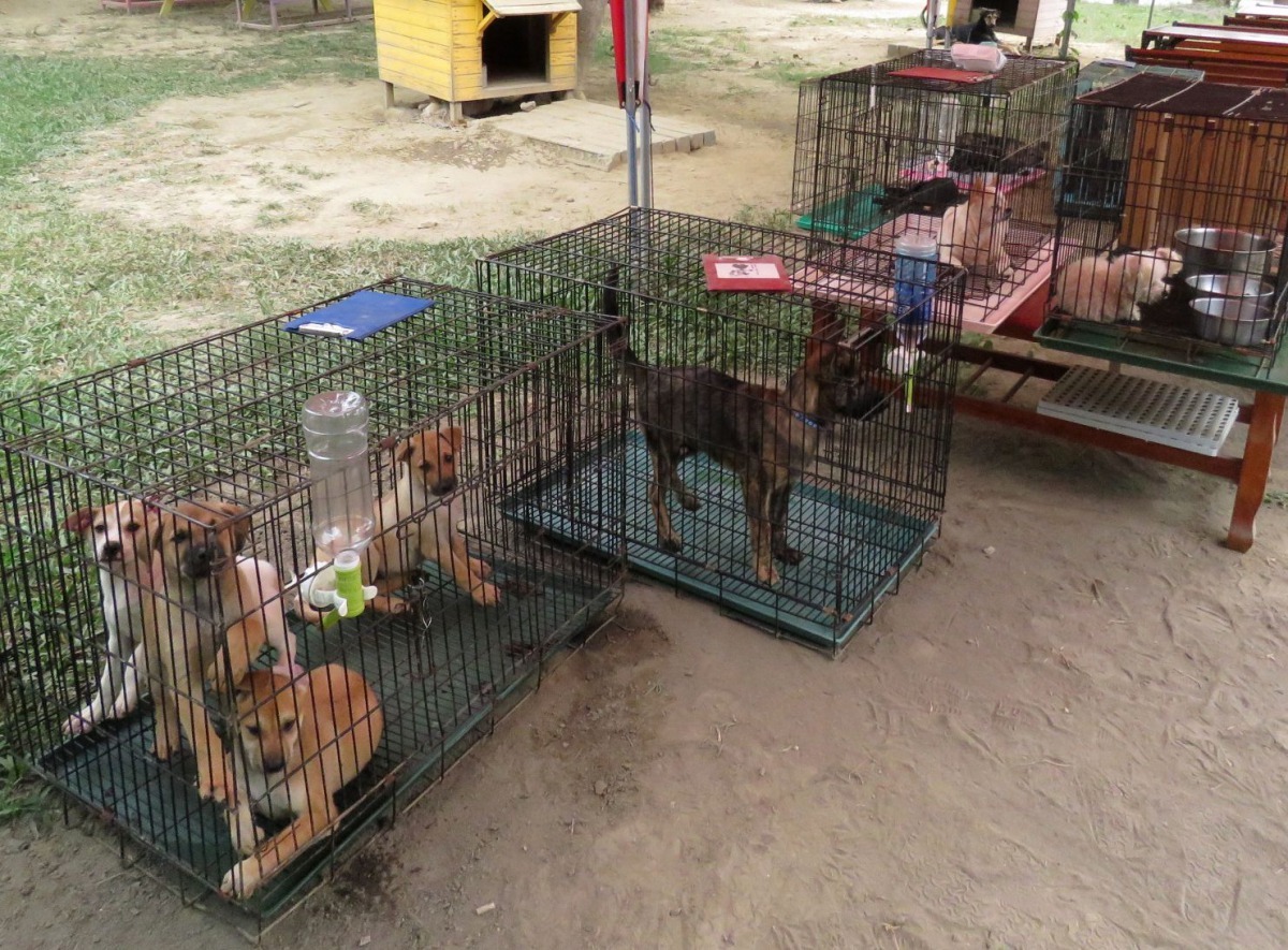 棄養犬一窩窩送進收容所。高維奇／攝