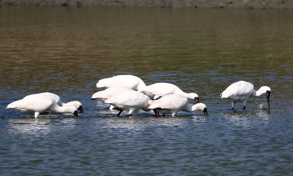 黑面琵鷺是世界級的保育界明星。圖/台南市野鳥學會提供