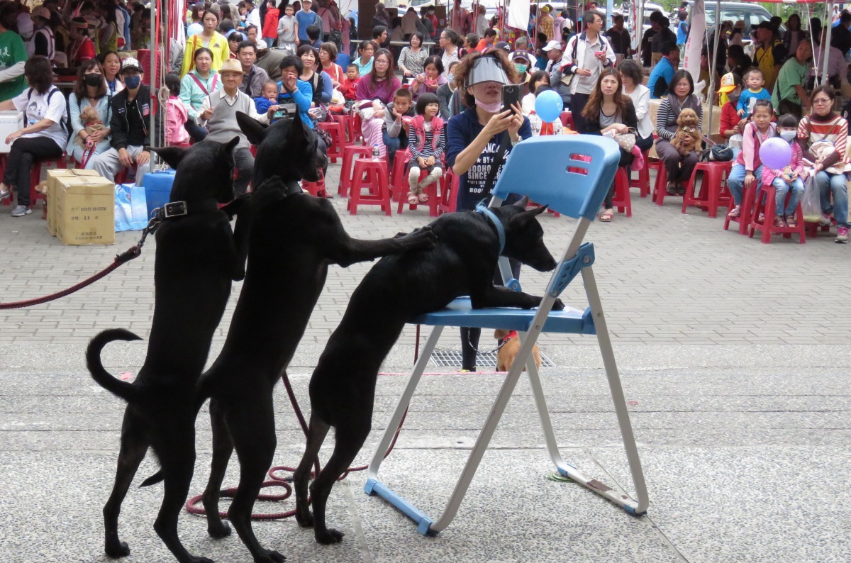 小黑三姐妹已學會搭肩接龍。高維奇/攝
