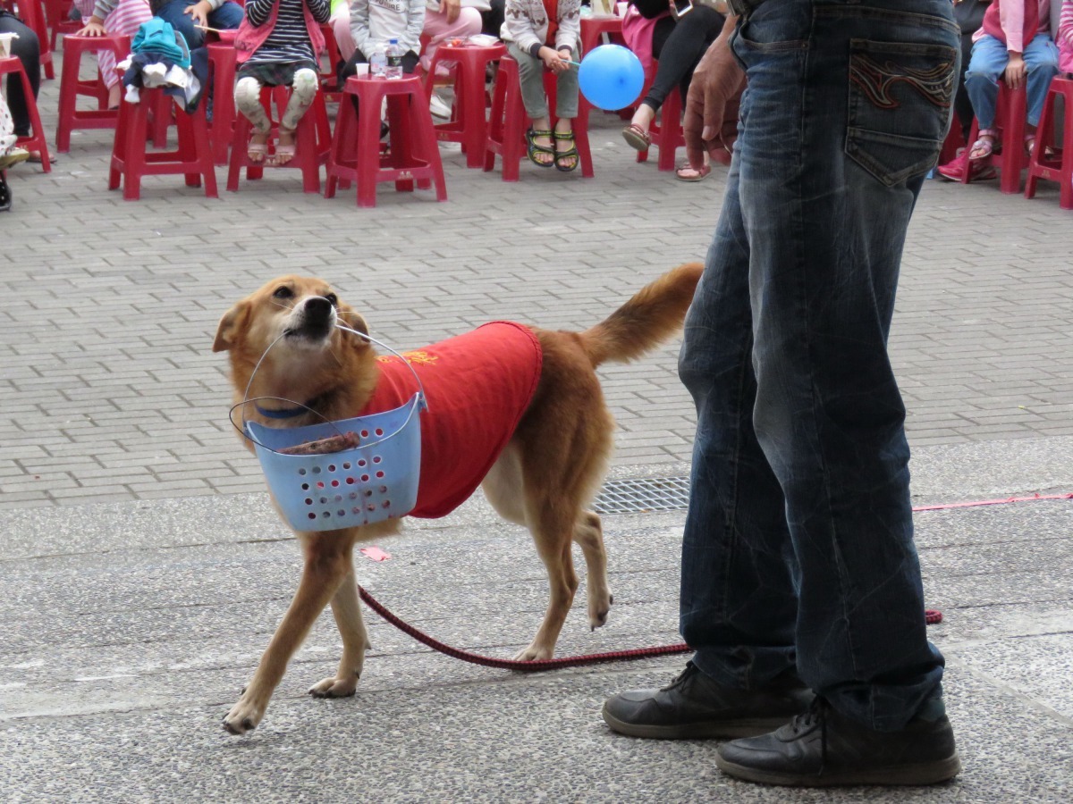 成犬才被認養的「有福」，天資非常高，咬菜籃其是雕蟲小技。高維奇/攝