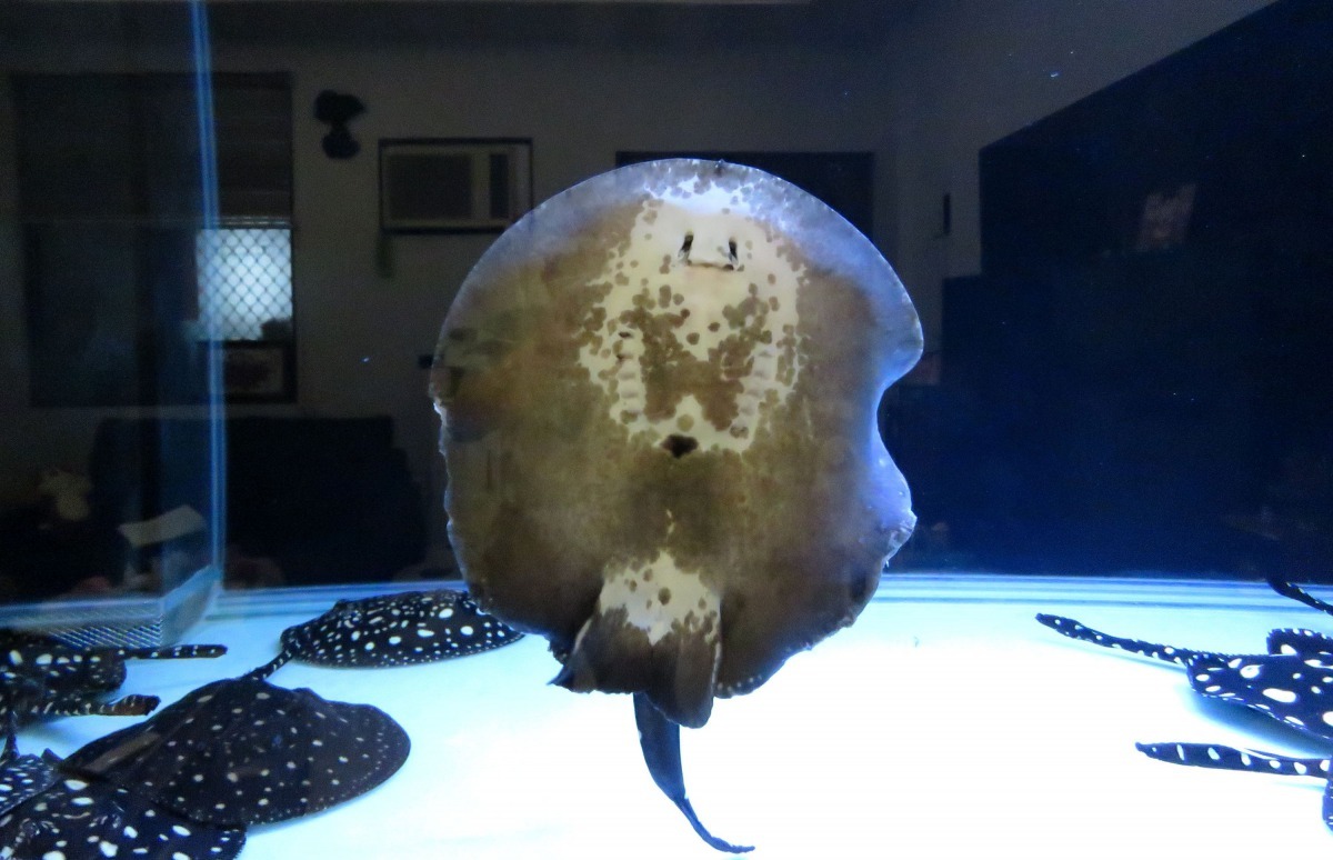 大魚有何魅力狂熱者告訴你 社團法人中華民國保護動物協會