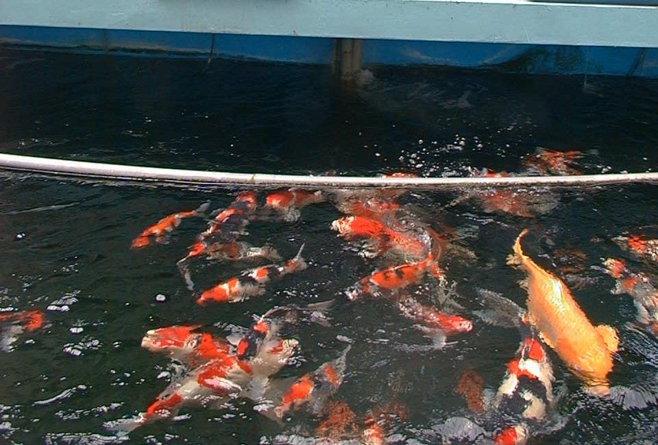 錦鯉除追求顏色、模樣,巨大也是飼養者追求的目標。高維奇/攝