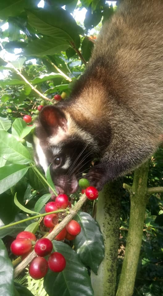 咖啡採收期,果子狸會大量食用香甜的咖啡果實。(圖示為寵物果子狸,並非野生)圖/張文田提供