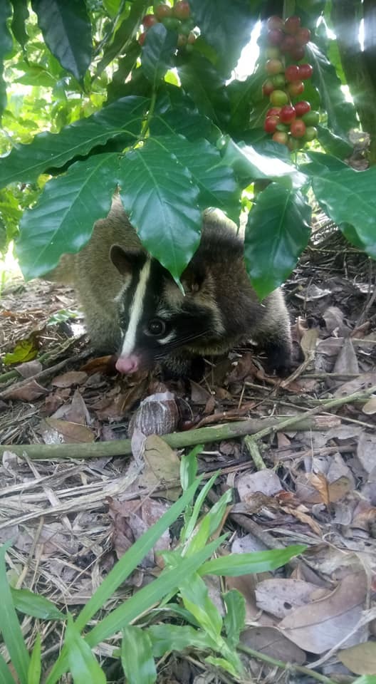 咖啡園常有果子狸出沒。(圖示為寵物果子狸,並非野生) 圖/張文田提供
